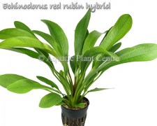 Echinodorus red rubin hybrid